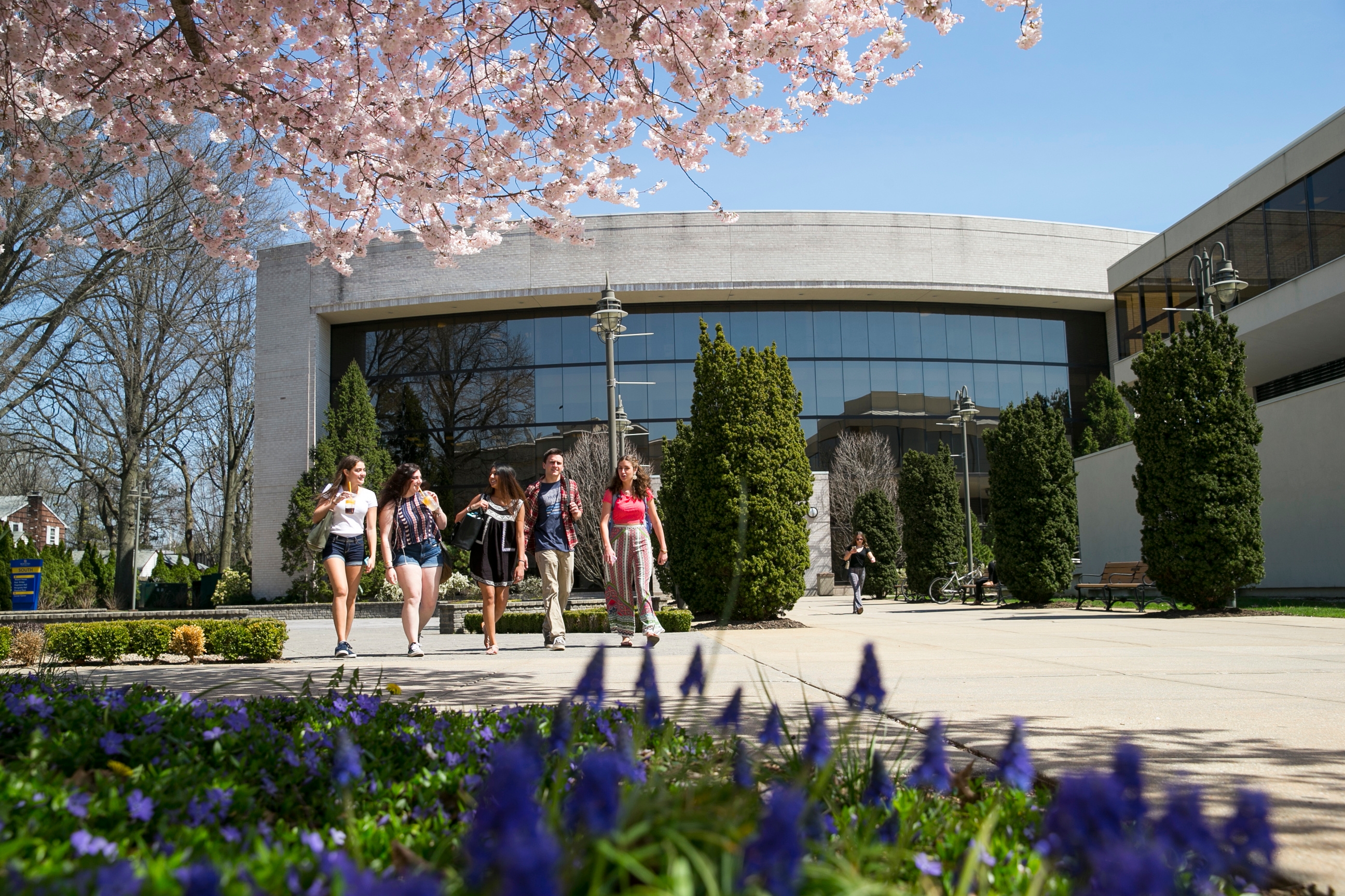 Hofstra group of 5 students females and male walking outside the campus near a building close to flowers and cherry blossom tree_36522.jpg